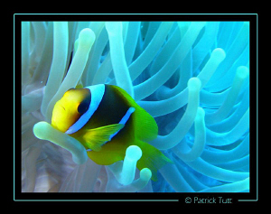 Clown Fish in Daedalus reef - Lumix FX01 by Patrick Tutt 